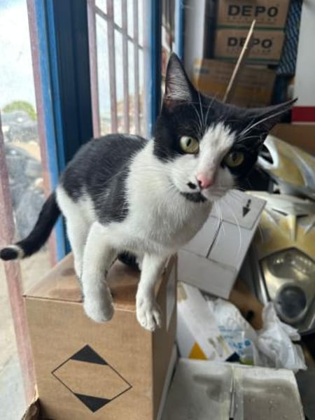 Azrael aus dem Tierschutz