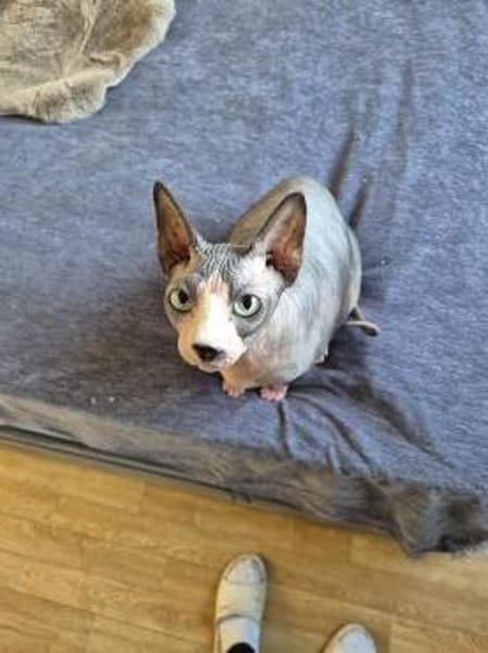 Sphynx-Kater verschmust suchen Happyend