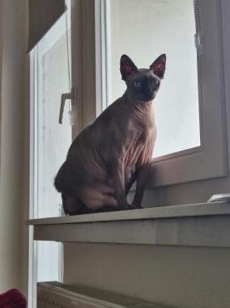 Sphynx-Kater verschmust suchen Happyend