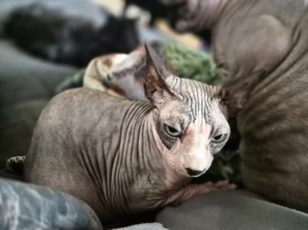 Sphynx-Kater verschmust suchen Happyend