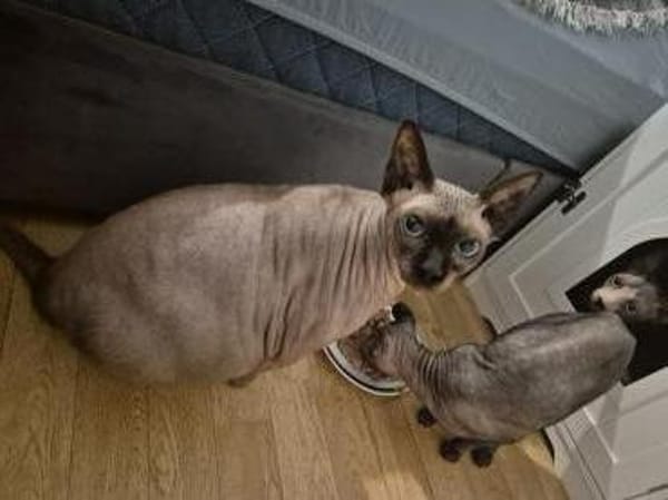 Sphynx-Kater verschmust suchen Happyend