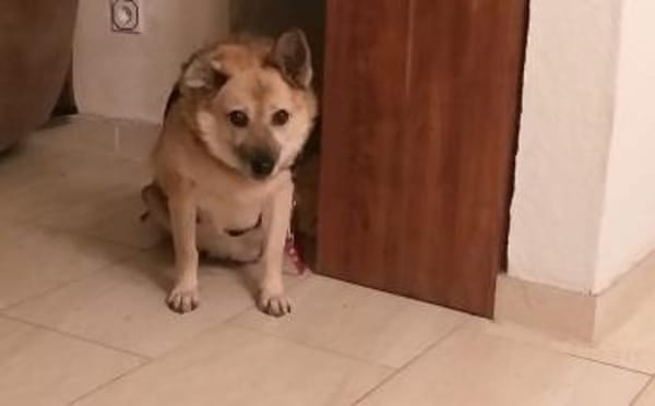 Für Leira- Nadel im Heuhaufen gesucht