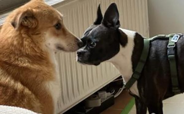 Unsere liebe Titos sucht ihr Glück