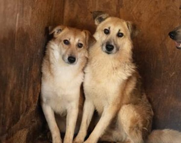 Unsere liebe Titos sucht ihr Glück