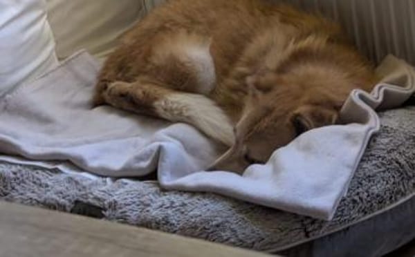 Unsere liebe Titos sucht ihr Glück