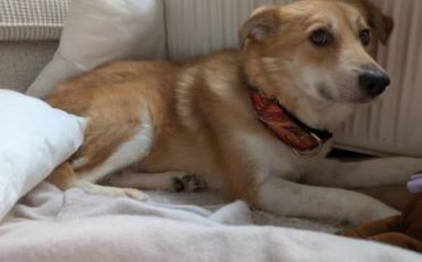 Unsere liebe Titos sucht ihr Glück