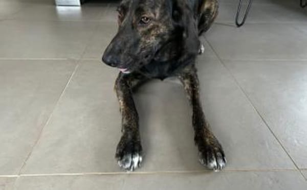 Zuhause gesucht für Neela