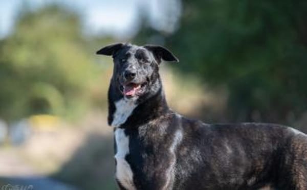 Ophelia sucht ihr Zuhause