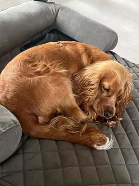 ‼OTTO benötigt Sicherheit ‼🆘‼🆘