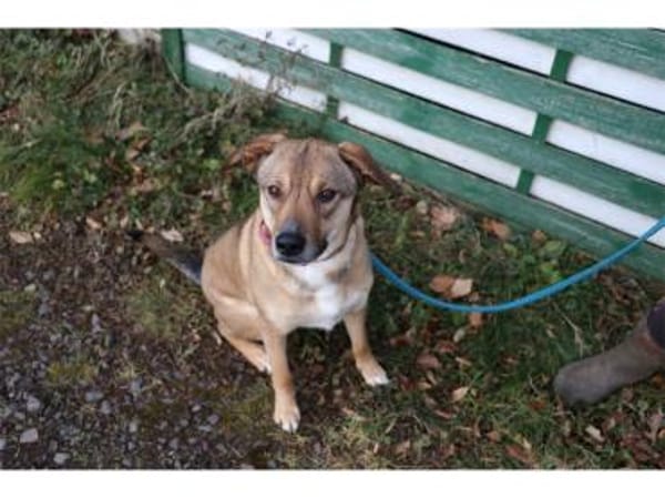 Tali  wartet in 56379 Oberwies