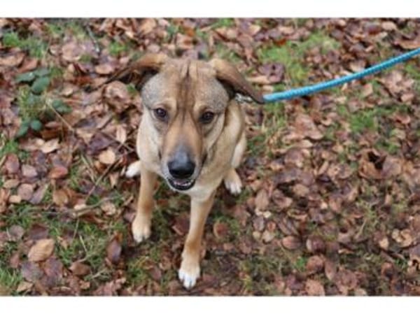 Tali  wartet in 56379 Oberwies