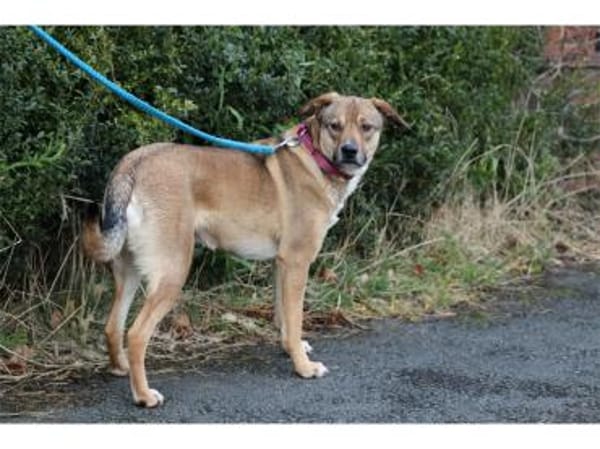 Tali  wartet in 56379 Oberwies