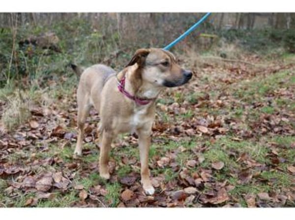 Tali  wartet in 56379 Oberwies