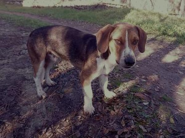 ❤Alfonso hat ein Herz aus Gold...