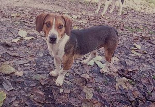 ❤Alfonso hat ein Herz aus Gold...