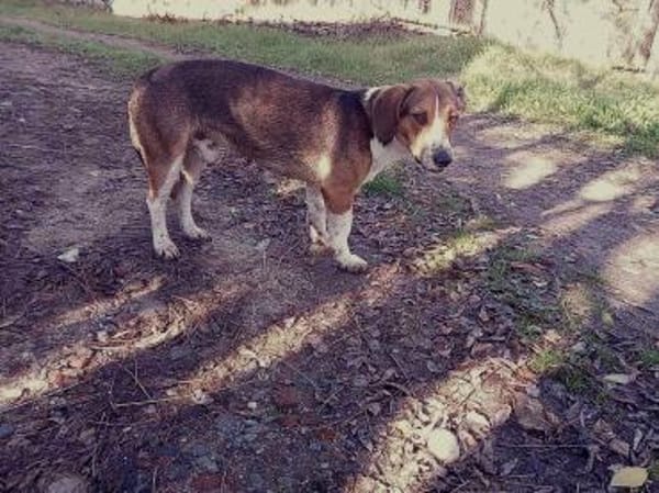 ❤Alfonso hat ein Herz aus Gold...