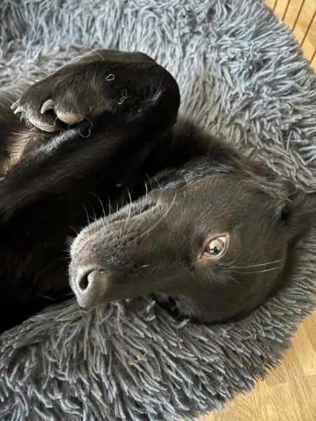 Pinga wartet auf Pflegestelle auf DICH