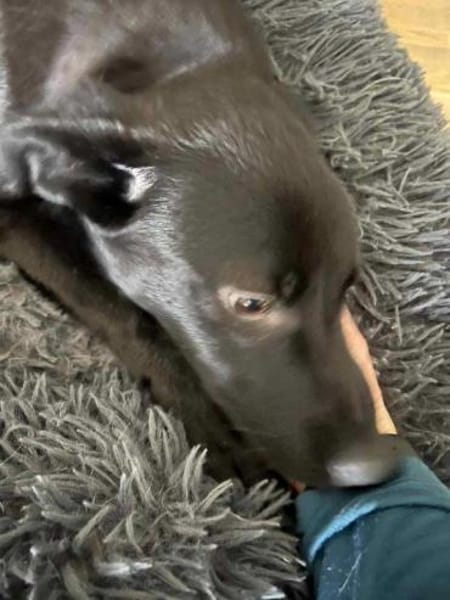 Pinga wartet auf Pflegestelle auf DICH