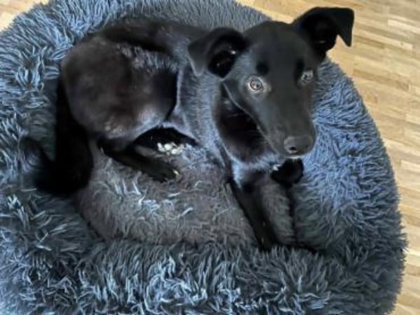 Pinga wartet auf Pflegestelle auf DICH