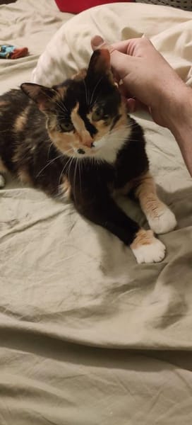 Zarte, hübsche Katzendame Lia