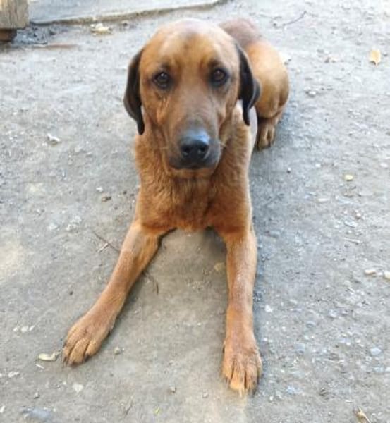 Liebenswerter Senior sucht Nähe