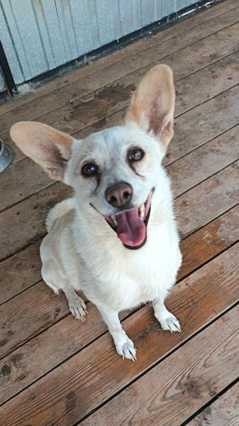 Dixi sucht Körchen für immer