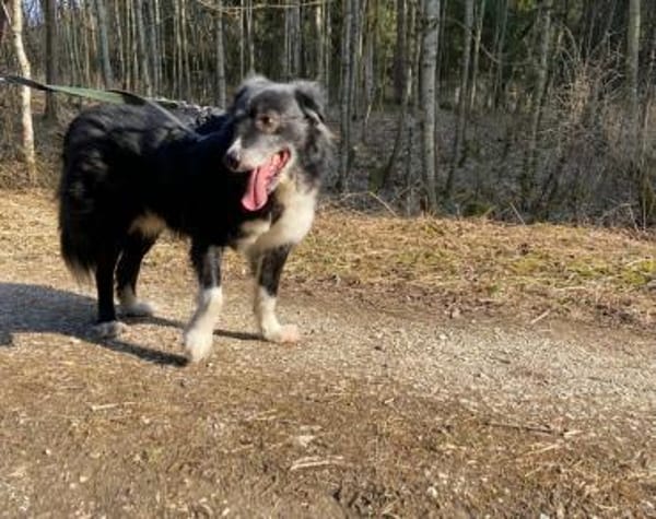 Wer schenkt Angelo ein Zuhause?