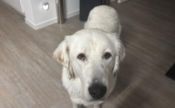 Hallo, ich bin Bahar & suche ein Zuhause