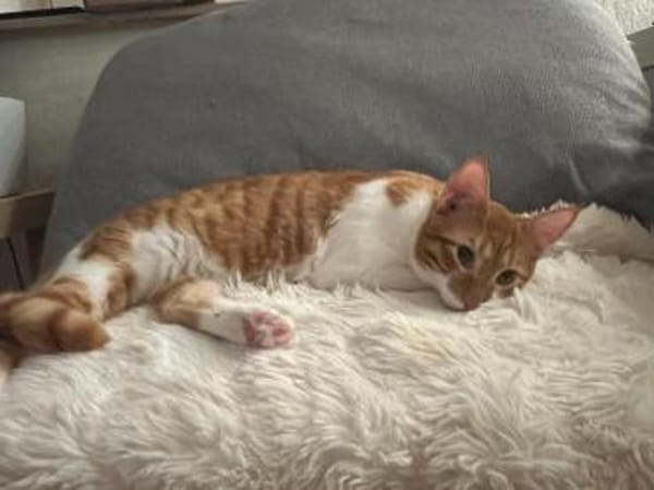 Fritz und Atlas aus dem Tierschutz