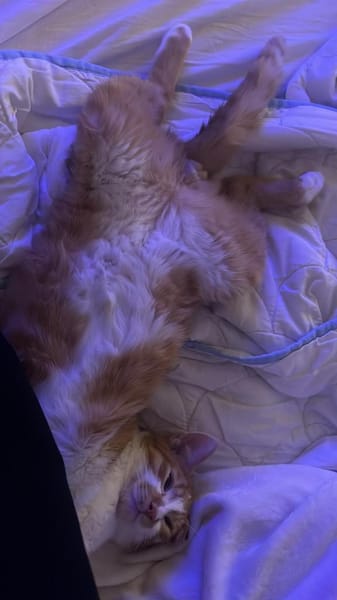 Fritz und Atlas aus dem Tierschutz