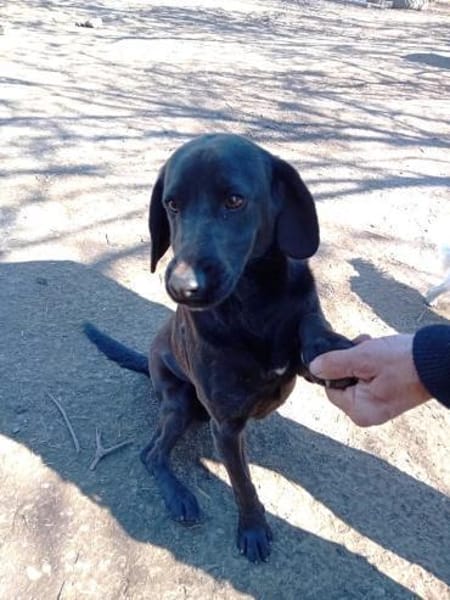 Negro ist ein Aussetzungsopfer