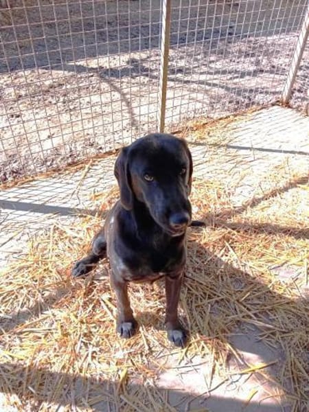 Negro ist ein Aussetzungsopfer