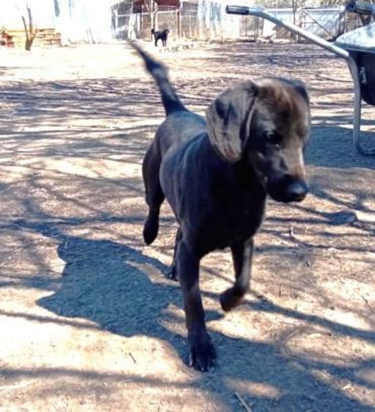 Negro ist ein Aussetzungsopfer