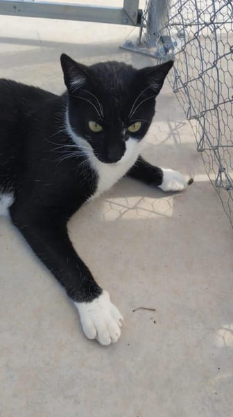 Lebhafter, sozialer Kater Theo