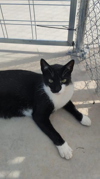 Lebhafter, sozialer Kater Theo