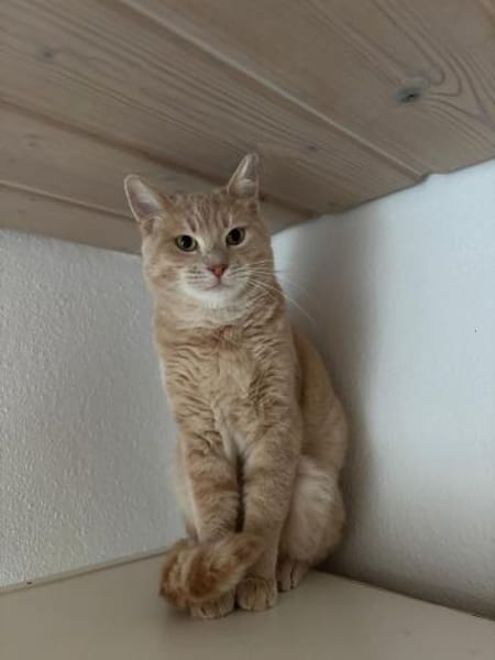 Jigger aus dem Tierschutz