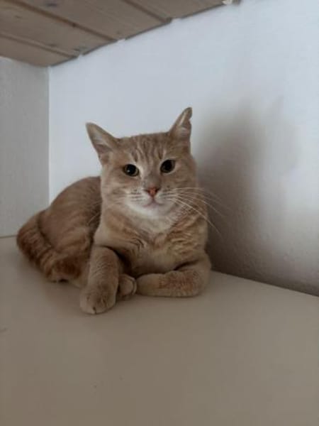 Jigger aus dem Tierschutz