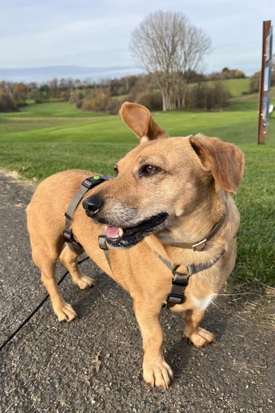 Ginger - fröhliche kleine Hündin
