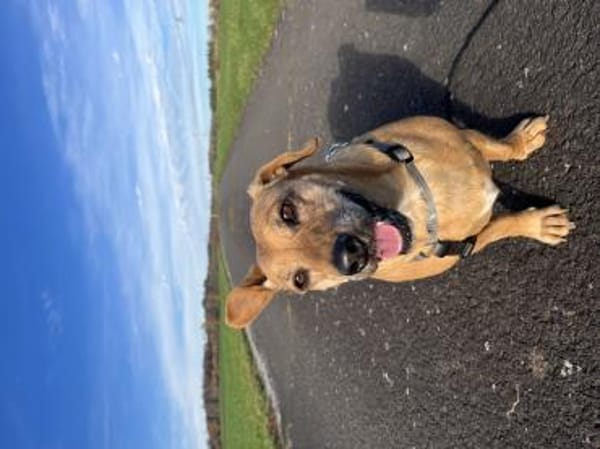 Ginger - fröhliche kleine Hündin