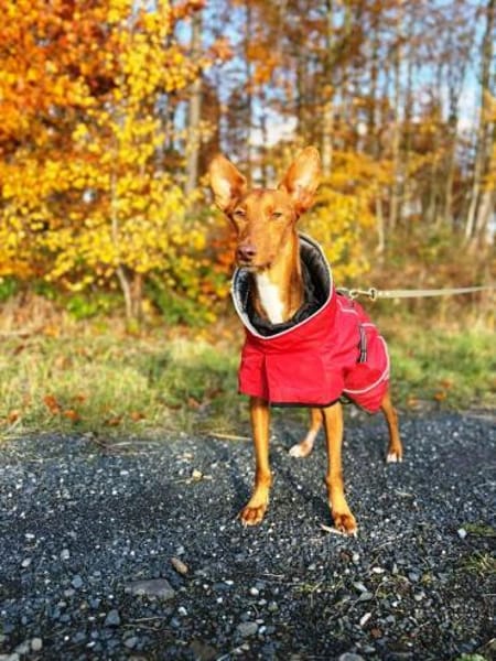 Rufo sucht eine Familie zum Liebhaben