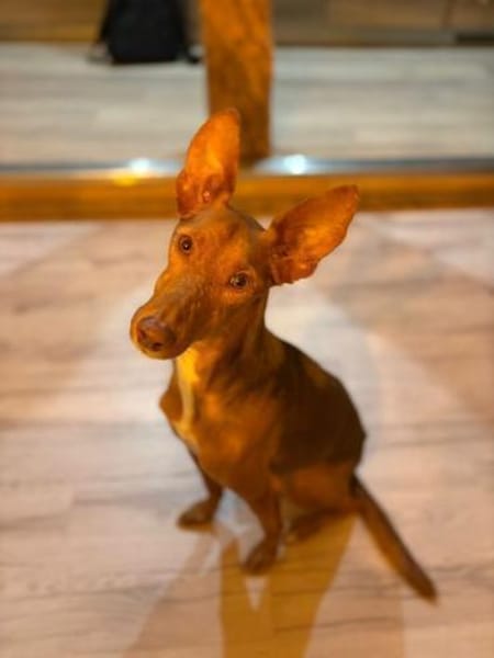 Rufo sucht eine Familie zum Liebhaben