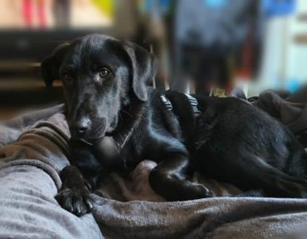 Hazel sucht ihre Menschen...