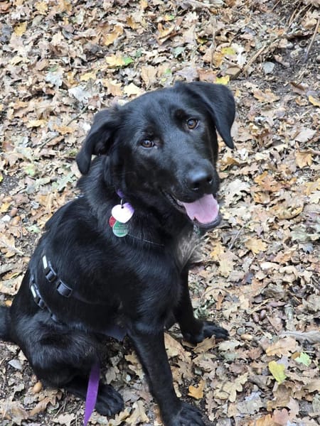 Hazel sucht ihre Menschen...