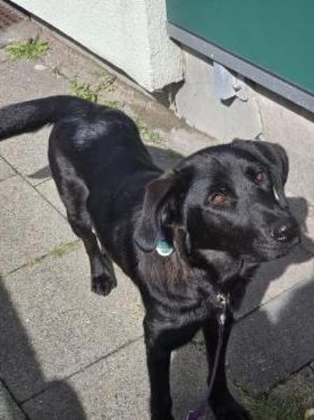 Hazel sucht ihre Menschen...