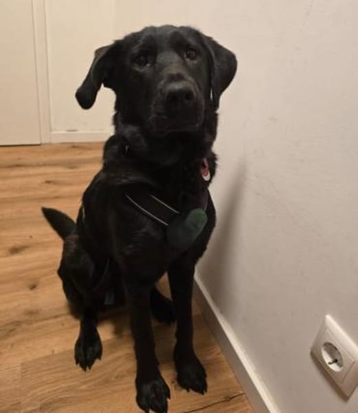 Hazel sucht ihre Menschen...