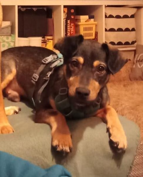 Shane - der Charmeur sucht sein Menschen