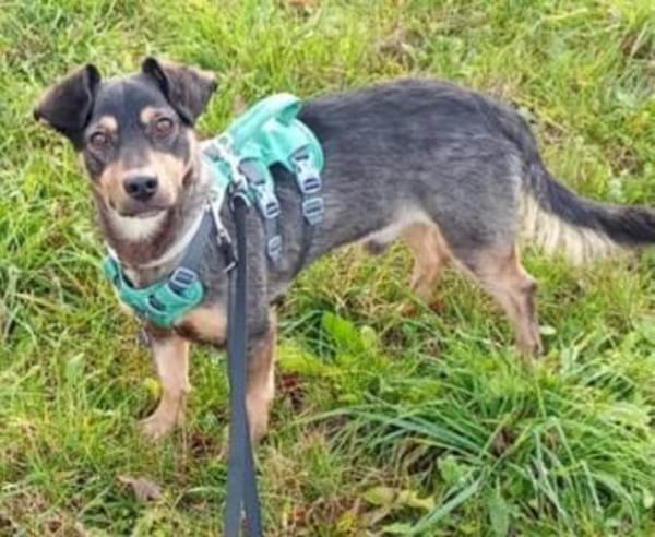 Shane - der Charmeur sucht sein Menschen