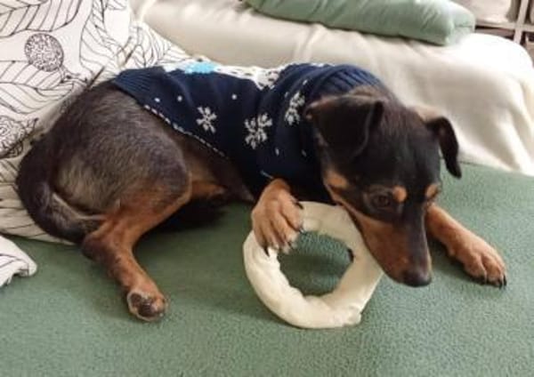 Shane - der Charmeur sucht sein Menschen