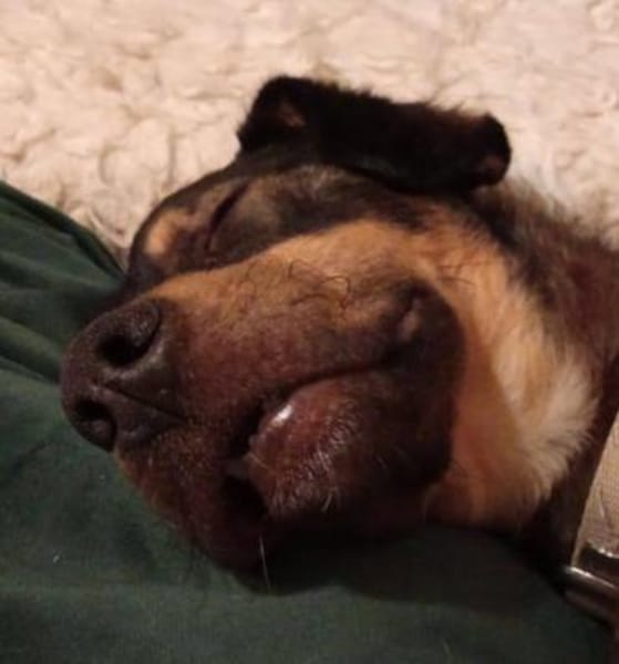 Shane - der Charmeur sucht sein Menschen