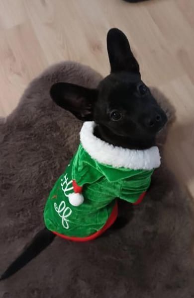 Die kleine Peaches sucht ihr Zuhause